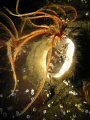   painted greenling inside chimney sponge feather stars attatched. attatched  